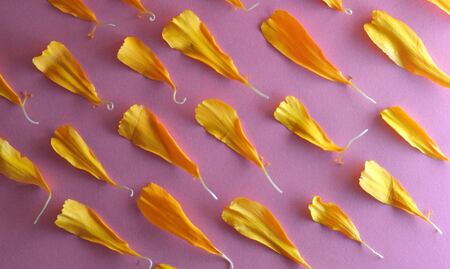 Aprovecha octubre y prepara esta infusión de cempasúchil