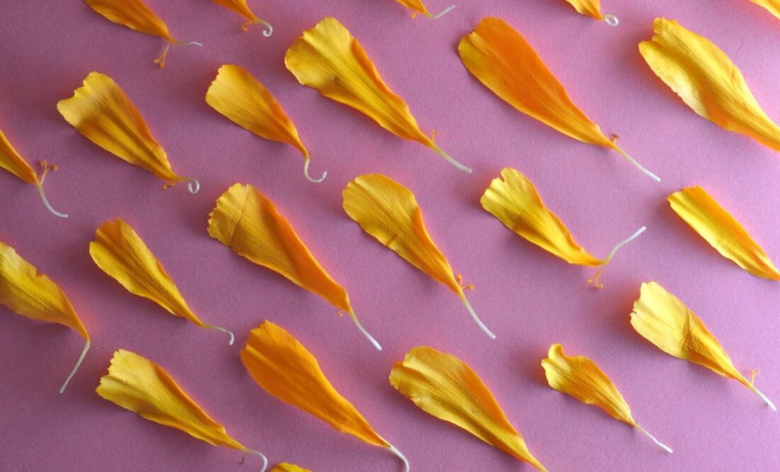 Foto: padrinan / Pixabay