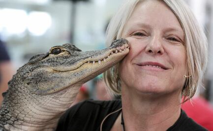 Por descuido conservacionista, tortugas y cocodrilos son las especies en peligro de extinción más amenazadas