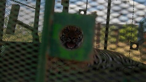 Capturan a tigre de bengala que escapó en Salinas Victoria, Nuevo León; el dueño se reportó con las autoridades