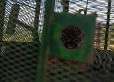 Capturan a tigre de bengala que escapó en Salinas Victoria, Nuevo León; el dueño se reportó con las autoridades
