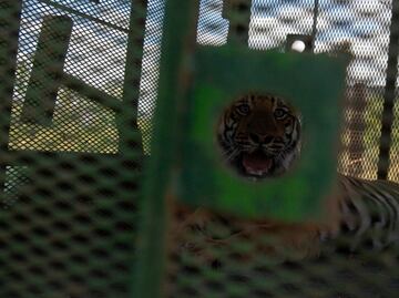 Capturan a tigre de bengala que escapó en Salinas Victoria, Nuevo León; el dueño se reportó con las autoridades