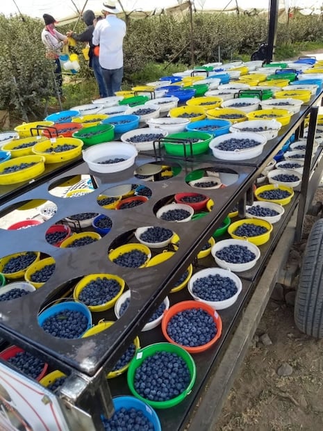 Frutos rojos mexicanos, a la conquista del mundo