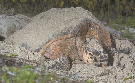 Matan tortugas, cazan cocodrilos y solo 6 de 100 serán castigados