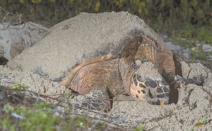 Matan tortugas, cazan cocodrilos y solo 6 de 100 serán castigados