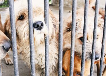 Endurecen sanciones contra maltrato y crueldad animal en Yucatán