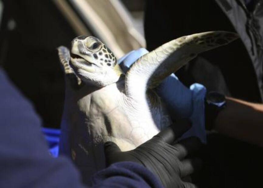Tortugas aturdidas y manatíes que buscan refugio por ola de frío en Florida