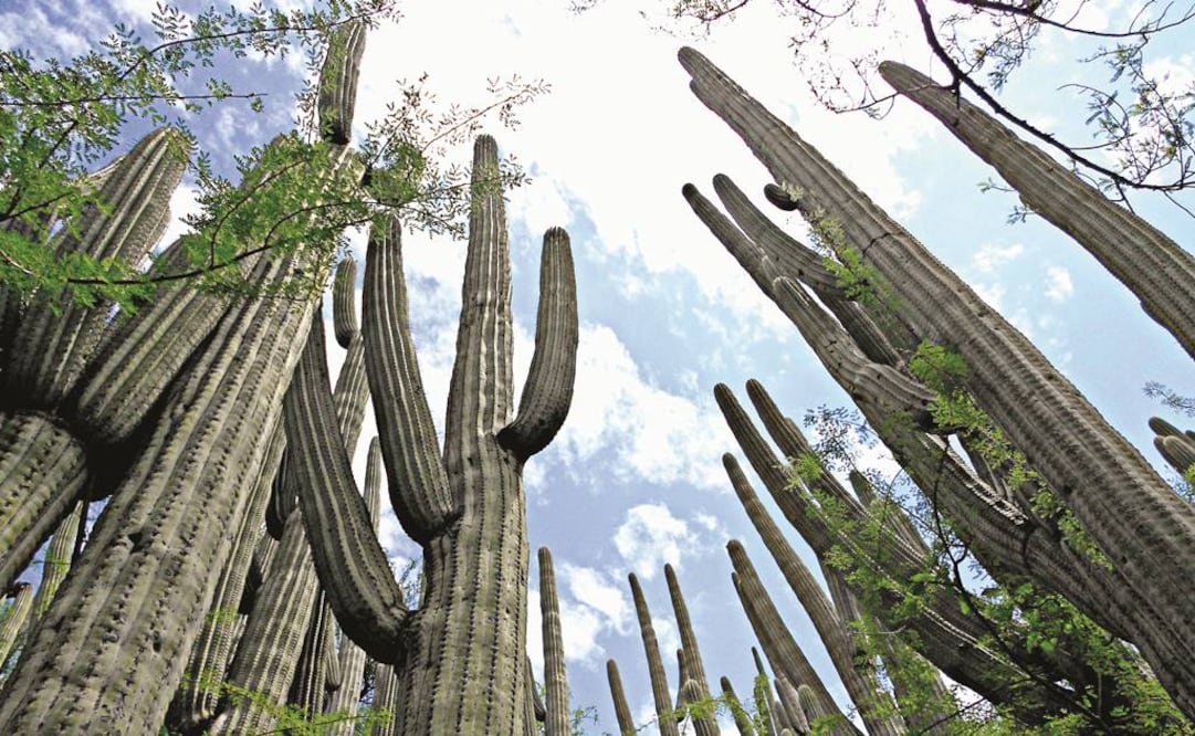 Aclara Conanp que no hay declaratoria de la Unesco para Valle de Tehuacán