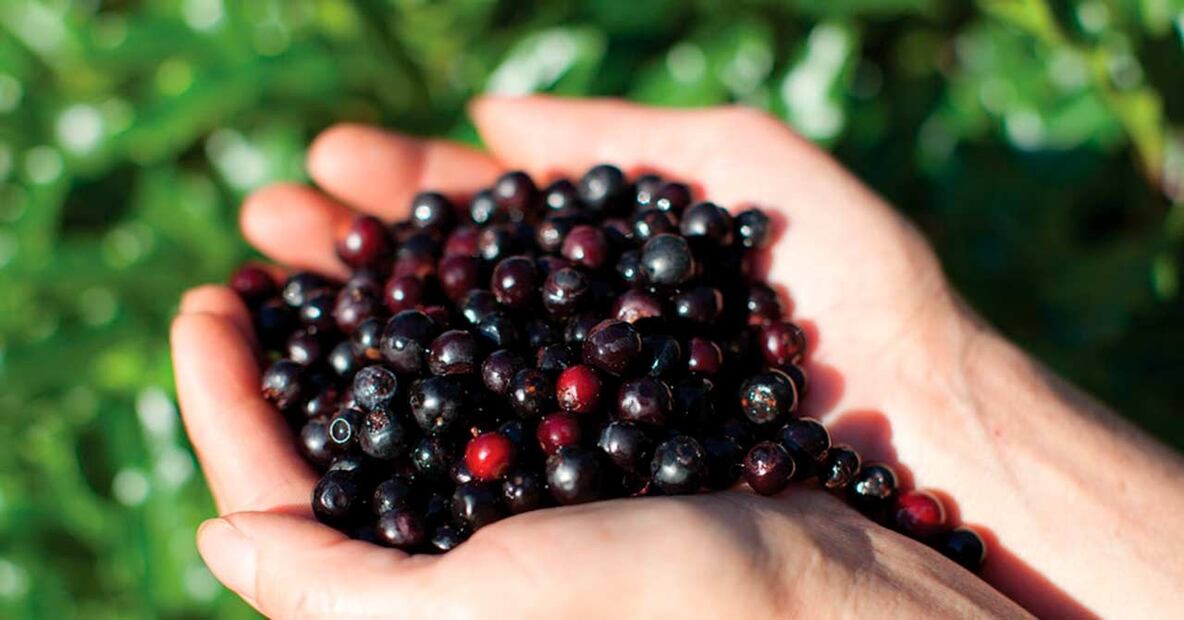 Agraz silvestre. Fuente: Pontificia Universidad Javeriana