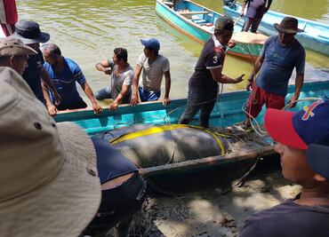 Pide Profepa a especialistas muestras de donde murieron manatíes en Tabasco