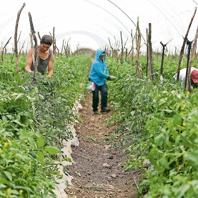 La Secretaría de Economía exhortó a los productores de jitomate mexicanos y estadounidenses a alcanzar un nuevo acuerdo que beneficie a ambas partes. LUIS ENRIQUE GRANADOS. EFE
