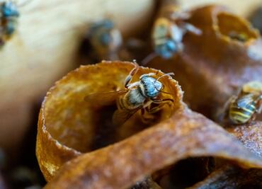 La abeja melipona, el insecto sagrado para los mayas