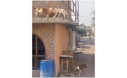 Madre e hija son atacadas en su domicilio por 6 pitbull y 2 dálmatas en Texcoco