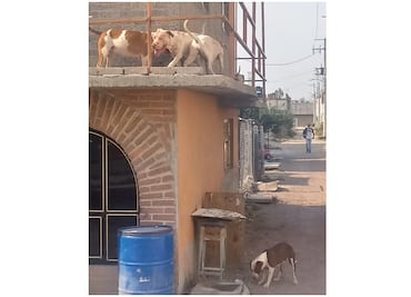 Madre e hija son atacadas en su domicilio por 6 pitbull y 2 dálmatas en Texcoco