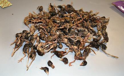 Paran equipaje de pasajero procedente de China en aeropuerto de EU... ¡traía pájaros muertos!