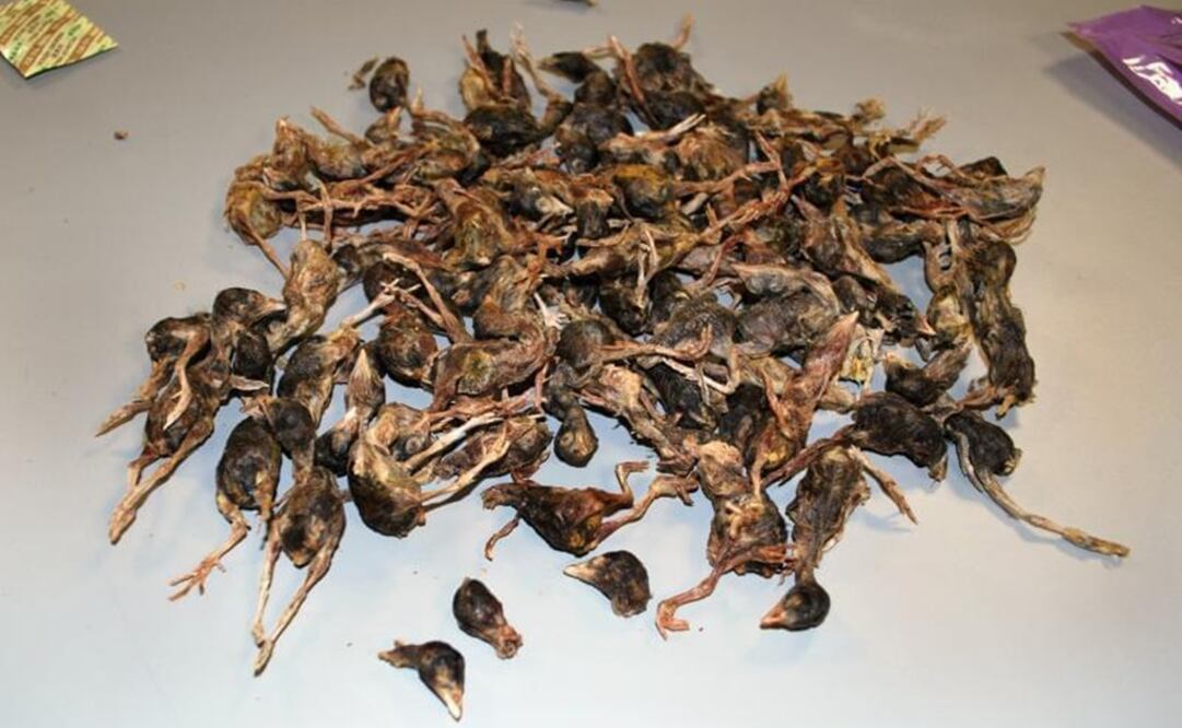 Los productos avícolas fueron incautados en nombre del USDA y destruidos mediante incineración. Foto: Especial 