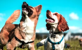 ¿Es ilegal pasear a tus perros sin correa?, esto dice la ley