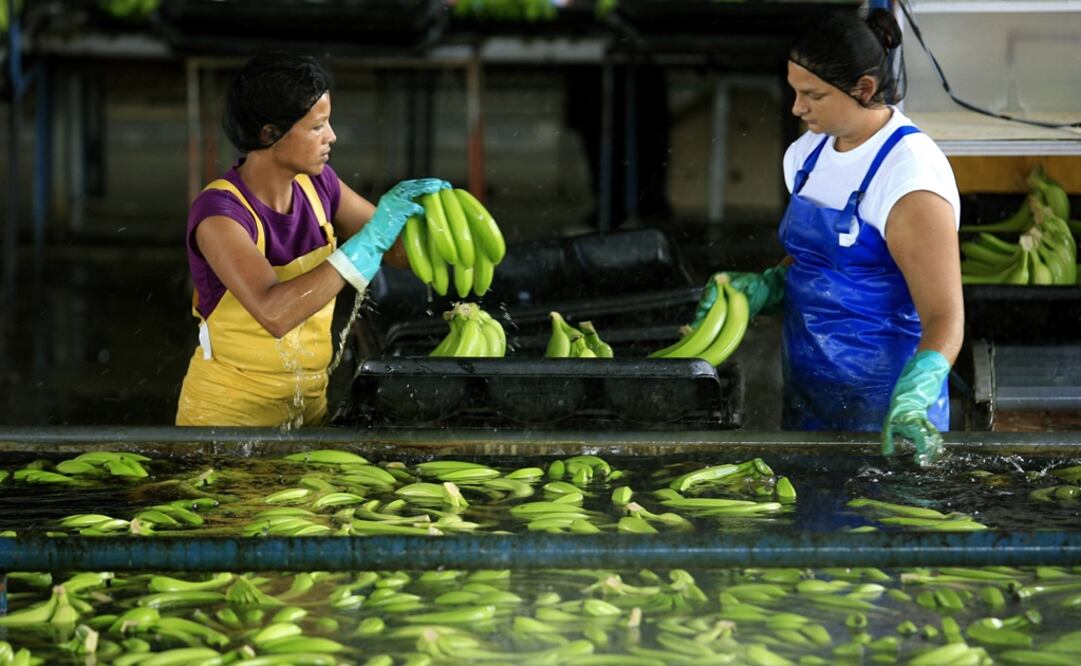 La granja Bananera El Esfuerzo en Costa Rica. Foto: Reuters