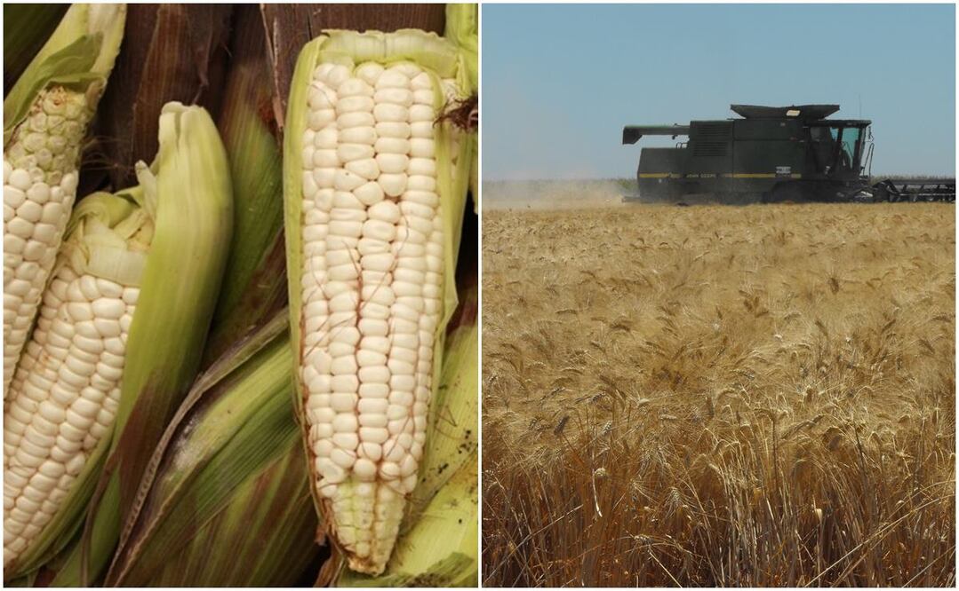 Fotos: Archivo/ El Universal