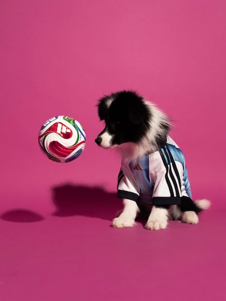 Jersey de Argentina para tu lomito. Foto: Adidas