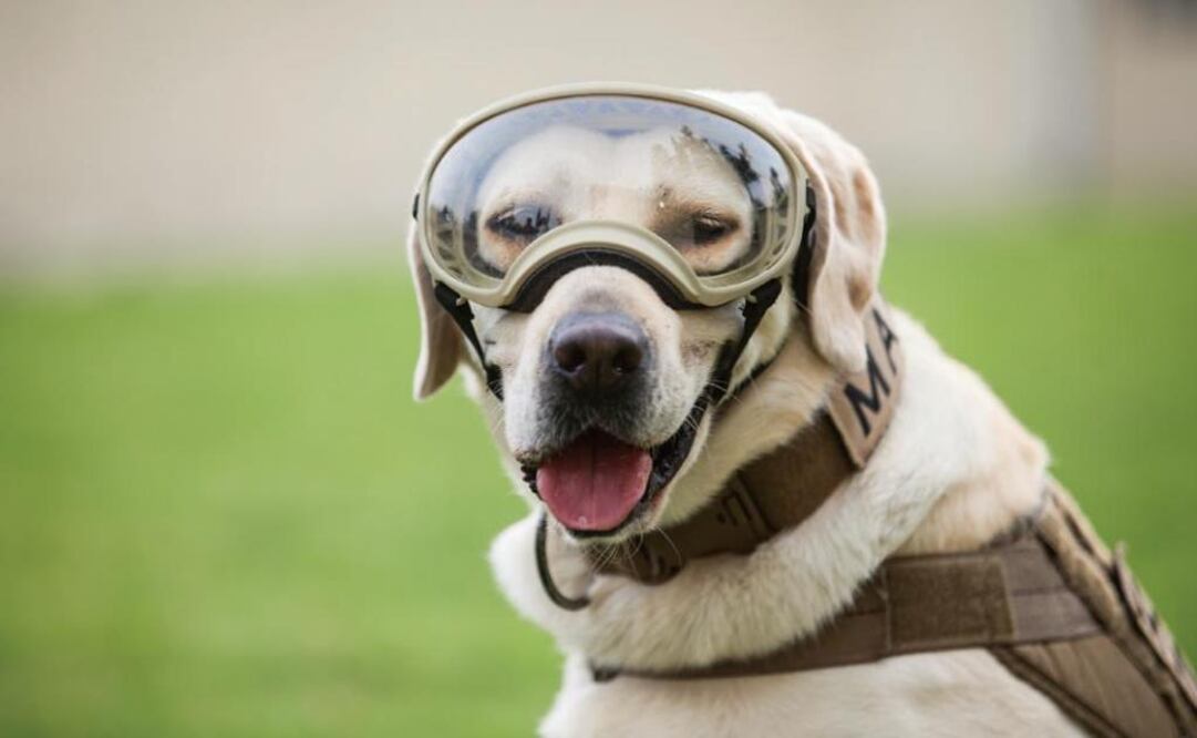 Lanzarán "Frida Marina”, la cerveza de la perrita rescatista