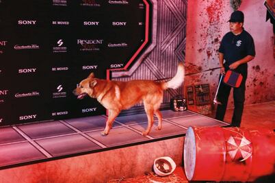 Perro detector de explosivos recorre la alfombra de Resident Evil