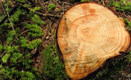 Cómo los anillos de árboles revelan el pasado de zonas volcánicas 