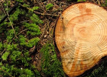 Cómo los anillos de árboles revelan el pasado de zonas volcánicas