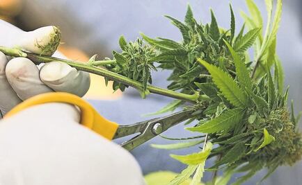 PRD apura al congreso para legalizar Cannabis