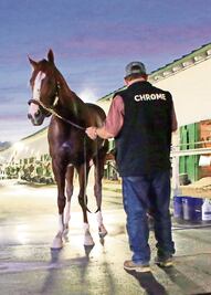 “California Chrome” va por 12 mdd