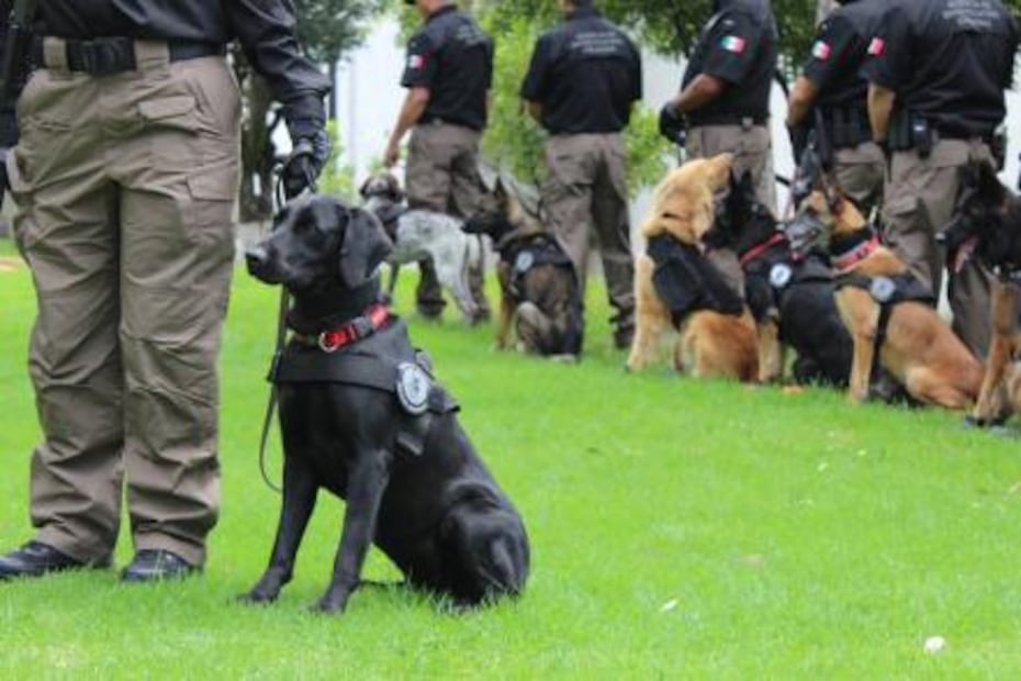 “Perros donados por EU, listos para actuar” 