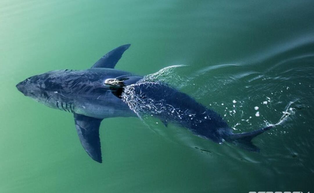 Foto: www.ocearch.org/