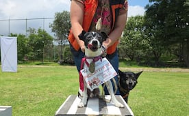 ¿Buscas adoptar un lomito? Perritos rescatados del Metro estarán en Parque Arboledas