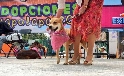 Iztapalapa organiza festival para adoptar mascotas