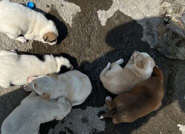 Abandonan a 8 cachorros en la alcaldía Gustavo A. Madero; internauta pide apoyo para adopciones