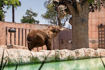 Alistan espacio de convivencia entre elefantas Ely y Gipsy