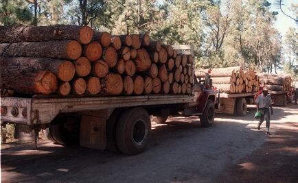 Profepa asegura 58 toneladas de madera por tala ilegal en Milpa Alta