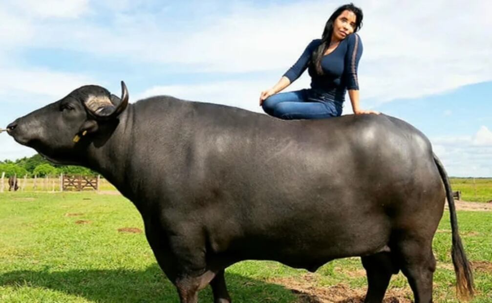 ¿Búfalos en Argentina? Cuál es el origen del ejemplar que atacó al cazador mexicano