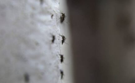 Portugal registra 5 casos del virus del Zika