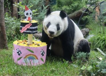 ¡Qué barbarosidad! Xin Xin, la legendaria panda de Chapultepec cumple 34 años
