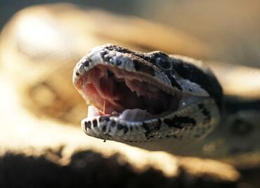 Mexico destroys mangroves and risks wildlife to build new refinery