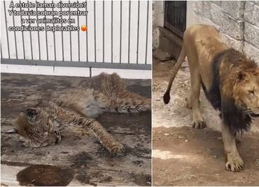 Videos de animales en estado deplorable son antigüos; Bioparque La Cueva niega maltrato animal