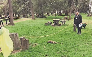 SSC CDMX y Fiscalía capitalina investigan hallazgo de perrita asesinada en Bosque de Nativitas; analizan cámaras de videovigilancia