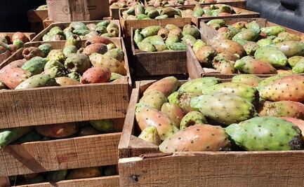 Familias logran vender toneladas de tunas en Tamaulipas