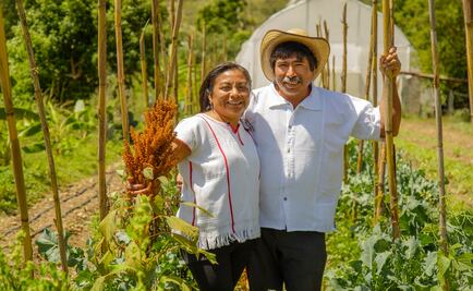 Amaranto, comer justo y saludable en Oaxaca