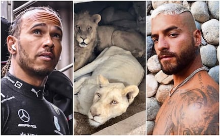 Los famosos que hicieron donaciones a Black Jaguar y White Tiger, el santuario de felinos en el Ajusco