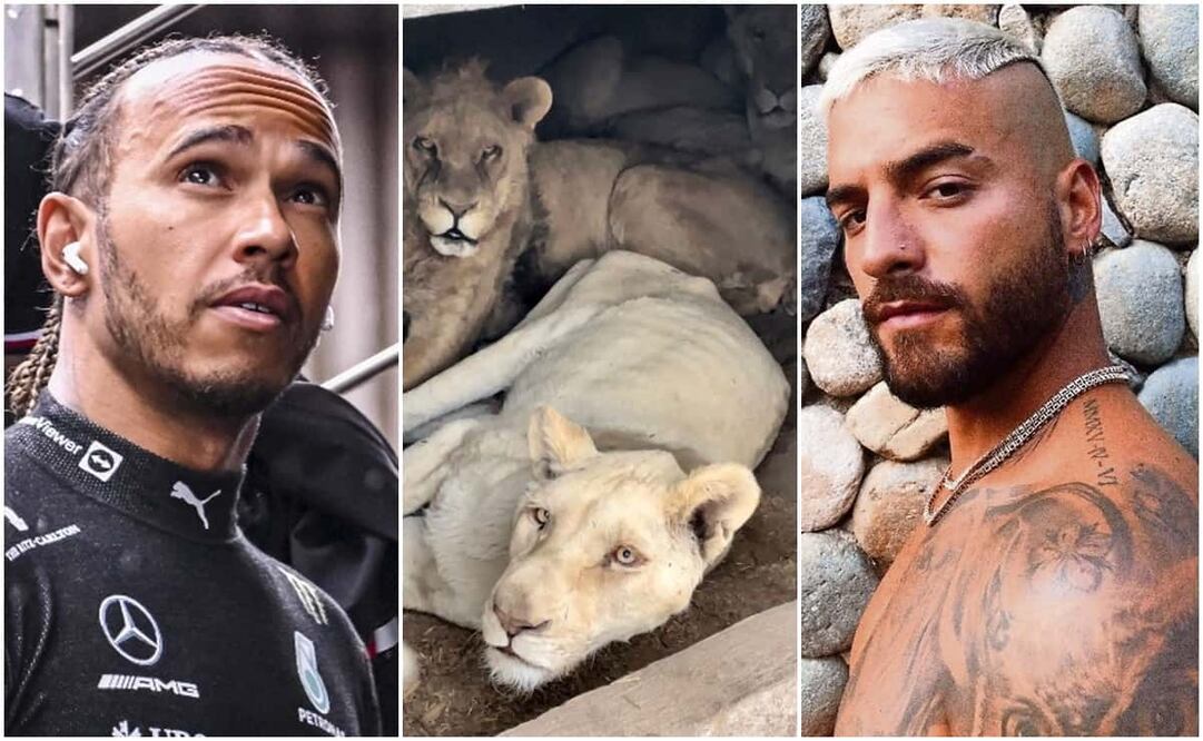 El piloto de la Fórmula 1 visitó el santuario para conocer a los felinos. Foto EFE/ Especial