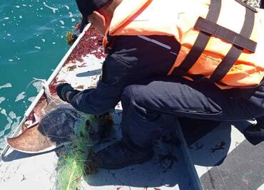 Secretaría de Marina libera especies marinas en veda y asegura artes de pesca prohibidas en Baja California Sur