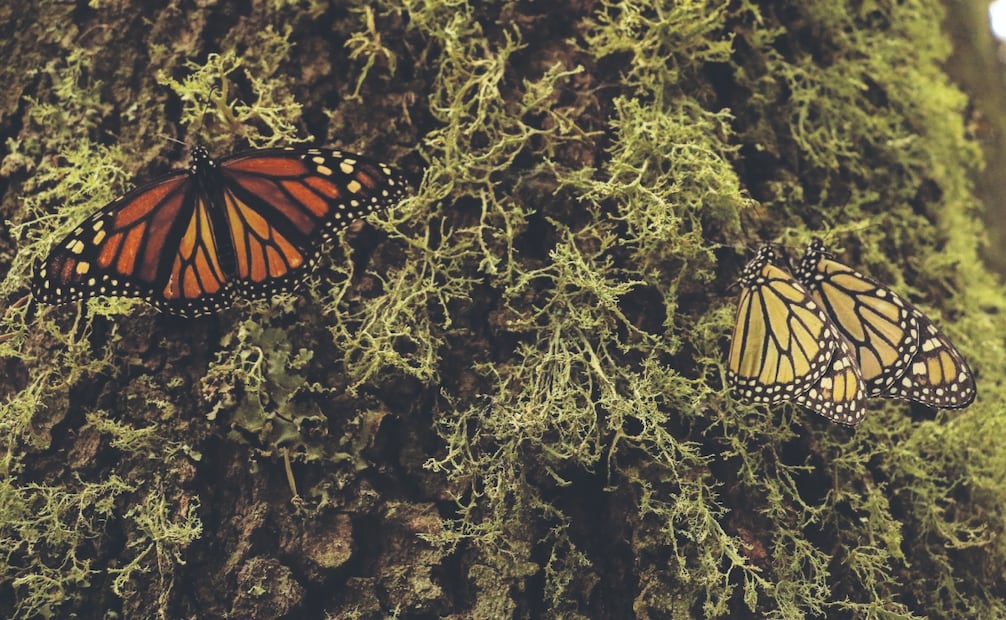 Las campañas contra la tala clandestina han ayudado a proteger a las mariposas. 