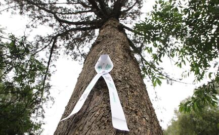 Tlalpan recibe reconocimiento por ser “Ciudad árbol del mundo” por tercer año consecutivo